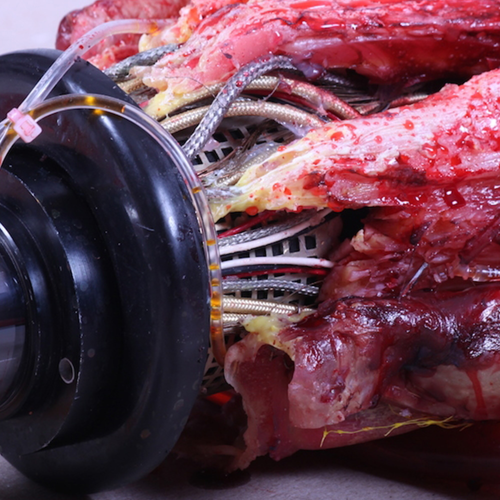 Thumbnail_Prosthetic_Flesh_Biotech