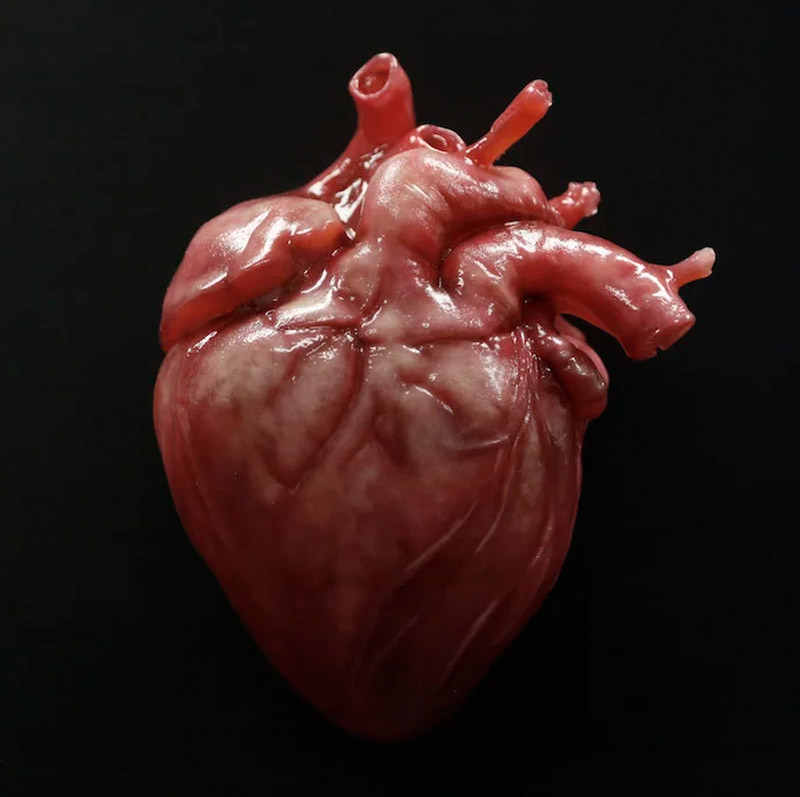 need-a-beating-heart-prop-rental